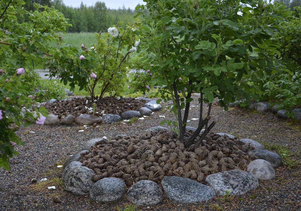 Kivillä reunustetussa istutuksessa on keskellä puumainen pensasruusu, jonka juurella on käpyjä katteena.