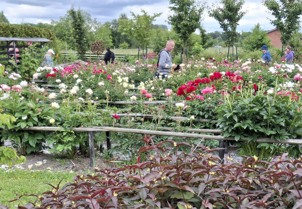 Kolean alkukesän vuoksi kiinanpionit olivat vasta avautumassa.