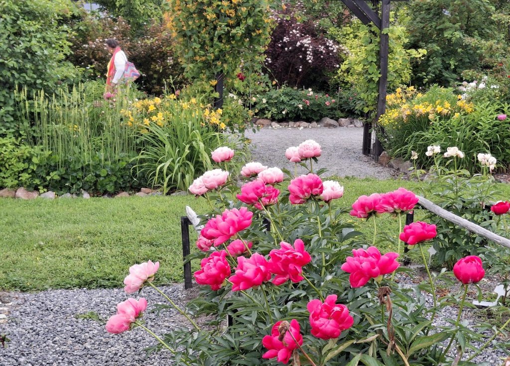 Sari Kantelon hurmaava pionipuisto on puutarhataidetta.