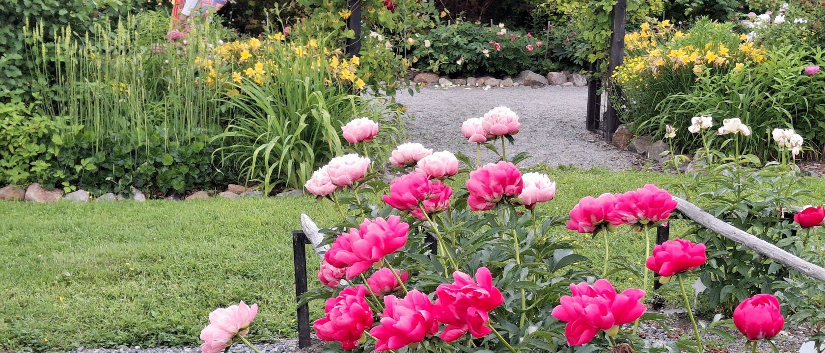 Sari Kantelon hurmaava pionipuisto on puutarhataidetta.