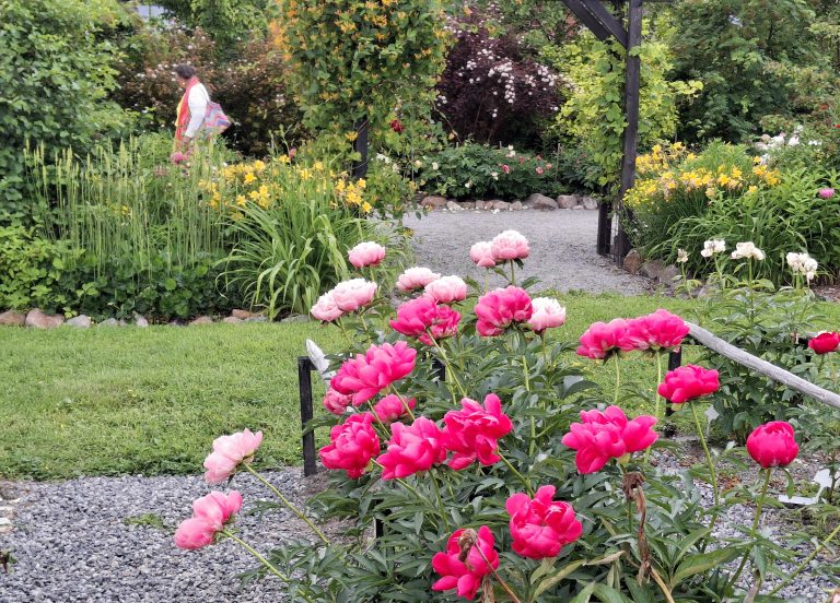 Sari Kantelon hurmaava pionipuisto on puutarhataidetta.