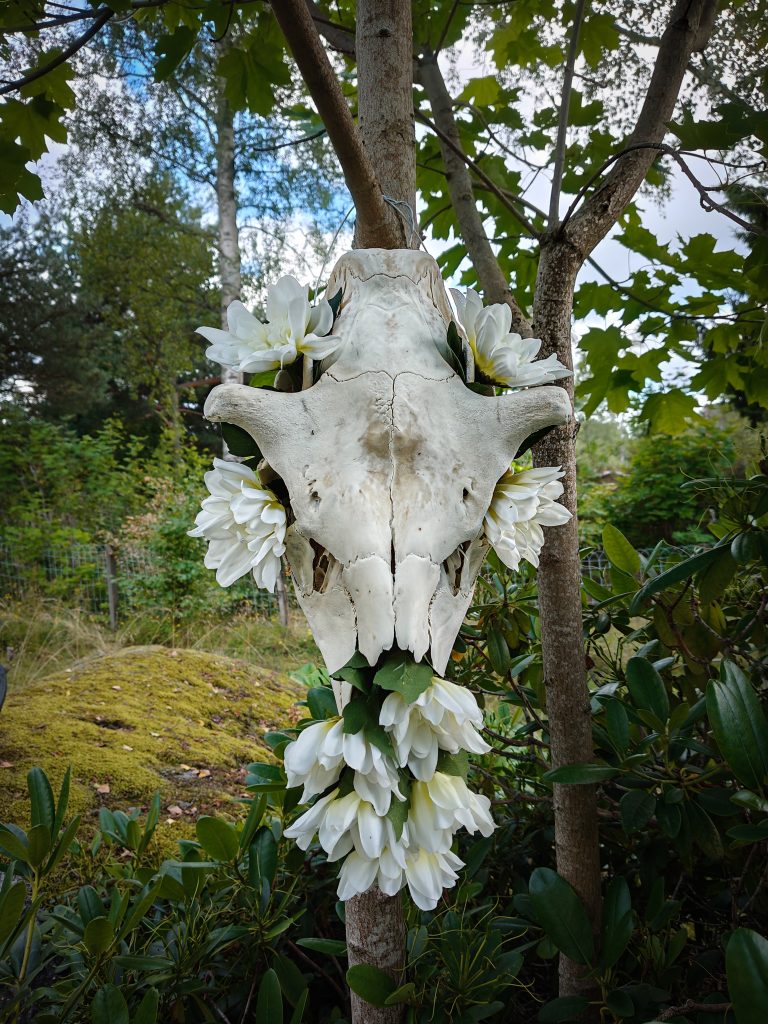 Koristeltu hirvenkallo