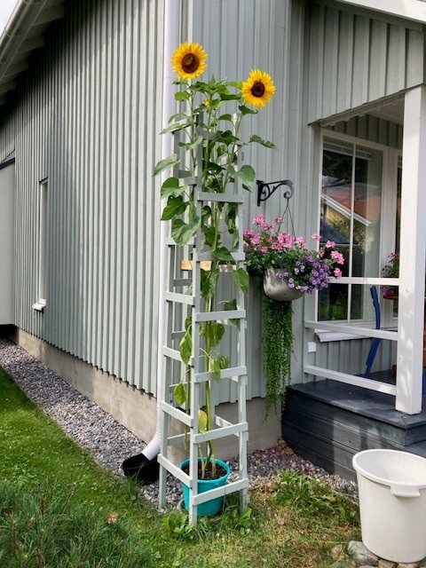 Kukkakehikko auringonkukille