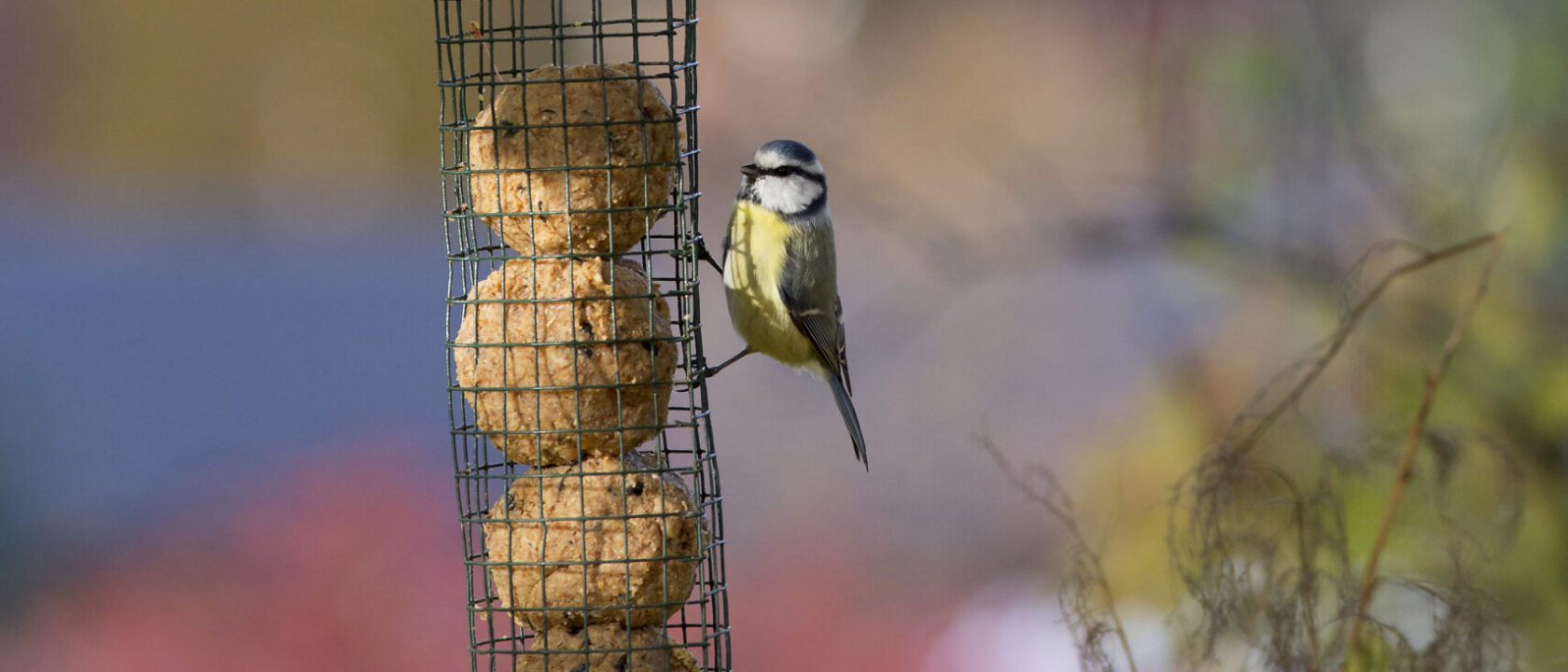 Lintu ruokinta-automaatilla