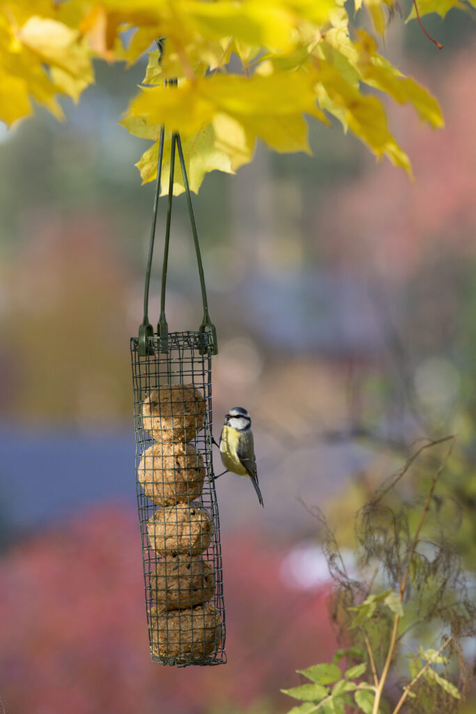 Lintu ruokinta-automaatilla värikkäässä maisemassa