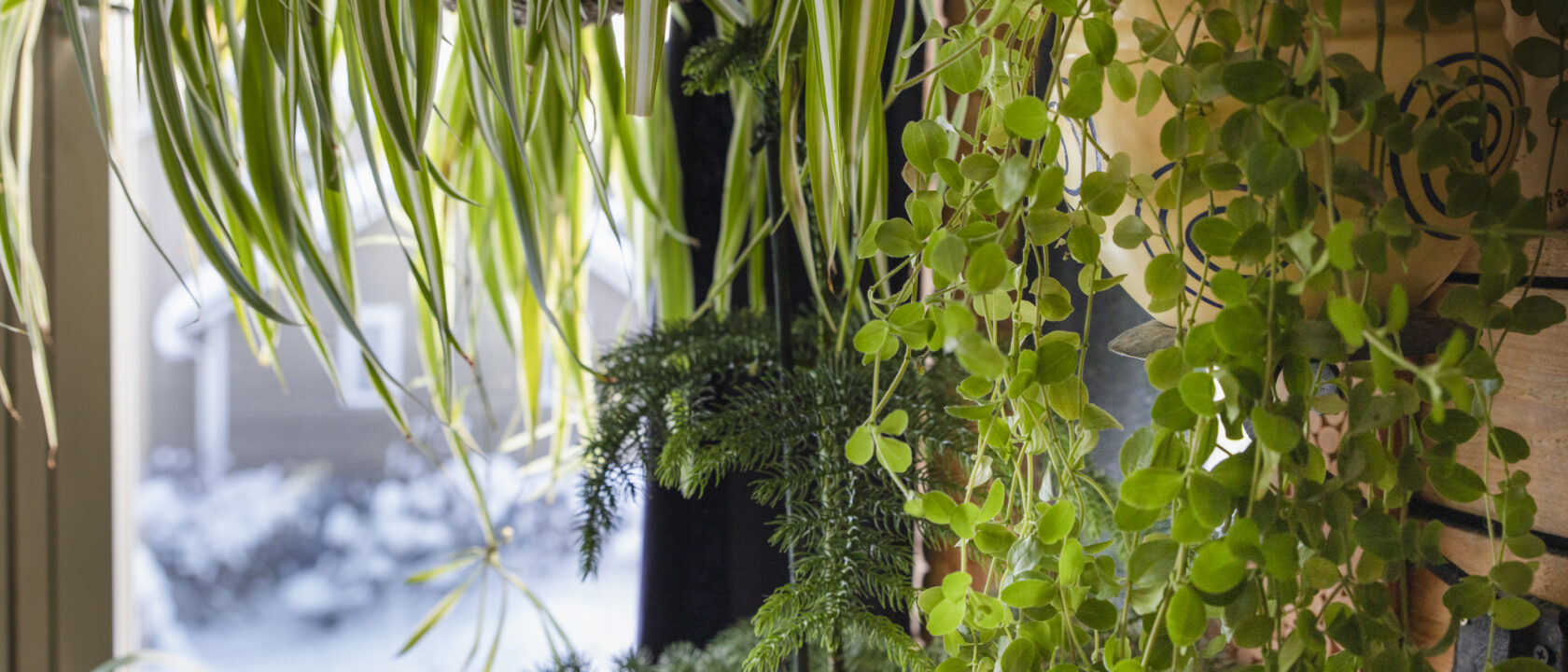 Viherkasveja ikkunan edessä
