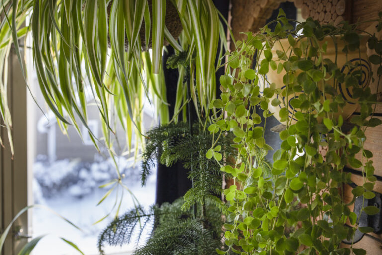Viherkasveja ikkunan edessä